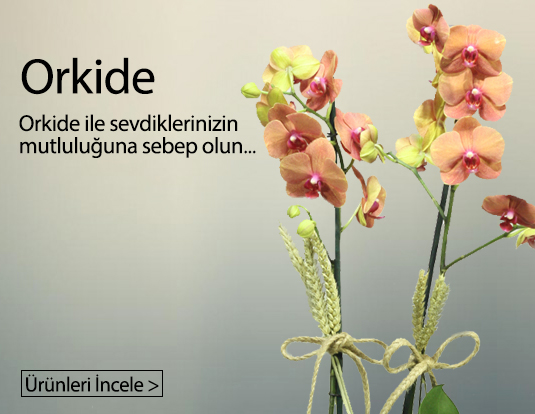 İzmir ÇİĞLİ BELEDİYE Orkide çiçek siparişi